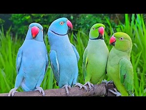 Indian Parrot Talking Natural Sounds / Voices