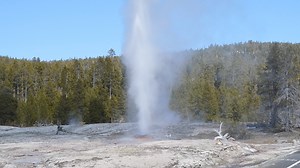 Pink Cone Geyser, Yellowstone National Park. 04/20/24 | Yellowstone Tour Guides