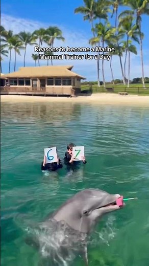 6 -7 Reasons to become a dolphin trainer for a day