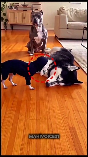 World's Funniest Puppy Prank😂 #bts