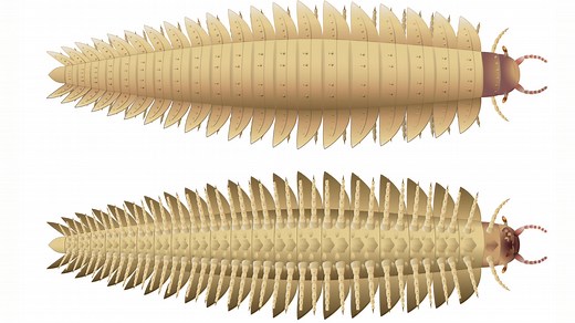 Largest arthropod ever: Fossils reveal face of 8.5-foot arthropleura
