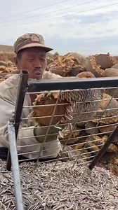 सूरजमुखी का बीज | Roop Chandra