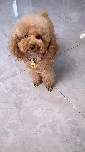 Home Dog Training Commands: Essential Tips and Tricks