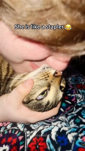 Cats kiss 🤣🤣#cat #cats #kitten #funnycats #funnypets #funnyvideo #foryou #fyp