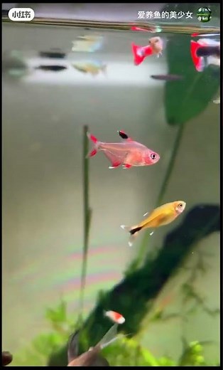 Colorful fish tanks 🐟