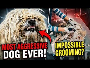 We Had To SEDATE Him... Extreme Aggressive Dog Rescue