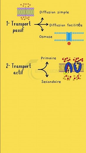 Les 3 types de transport membranaire #TransportMembranaire #Diffusion #Osmose #Endocytose