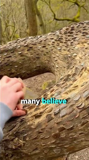 This Tree Has Real Money Inside 😳 #shorts #usa