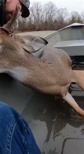 Drowning Deer Swims to Canoe – Pulled Aboard in Epic Rescue! 🦌🚣‍♂️❤️ | Paws Unexpected #wildlife