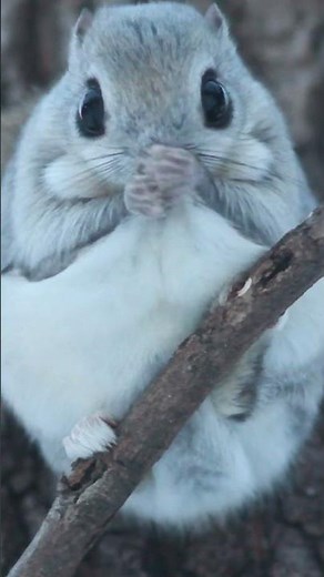 Japanese Dwarf Flying Squirrels Are INCREDIBLY Cute Creatures