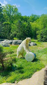 75K views · 426 reactions | My favorite zoo animal was putting on a show! #NCZoo #Animals #PolarBear #Reels #Cool | Welcome to Mellyland | Facebook