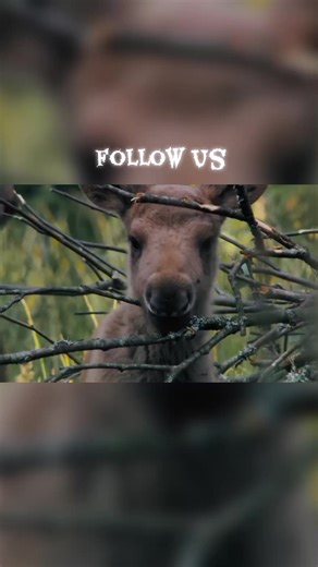 Dangers For newly Born babies in wildlife #wildlife1 #baby #documentary #animals #nature