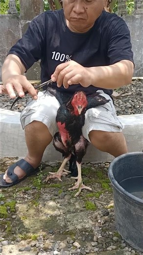 cara rawat ayam jalu#ayamberkualitas