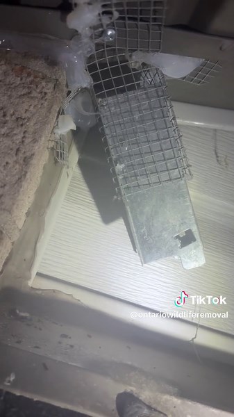 In this video Alex from Ontario Wildlife Removal shows us how high up on a home mice and other forms of wildlife can create entry points. As you can see, it takes more than eyeing it when it comes to an inspection for wildlife #wildliferemoval #miceremoval #miceoftiktok #climbingmice #pestcontrol #ontariowildliferemoval #miceinattic #animalsoftiktok #miceinfestion #cambridge