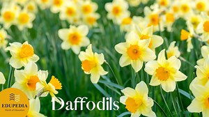 This Video will cover English Poem "Daffodils" Recitation. Learn how to recite Poem with clear & actual pronunciation. #poem #englishpoem #poemoftheday #englishpoems #poemchallenge #poems #dailypoem | Edupedia - Poems