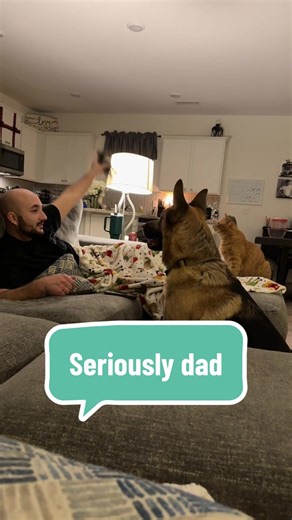 Maverick the German Shepherd in Action