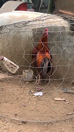 New boy #ayam #kpop #chicken #dancetrend #farm #song #viraldance