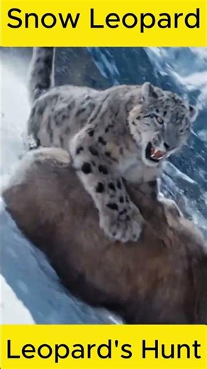 Leopard's Hunt #leopard #hunting