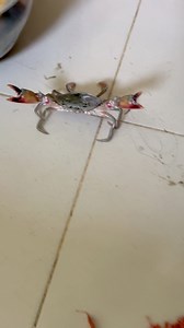 It's over if you catch crows with your bare hands #reels #viralreelsfb #viralreels #fishing | MHR Fishing