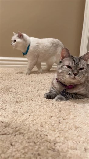 Coffee aka Mr. White on Instagram: "Best friends ❤️ #cat #cute #meow"