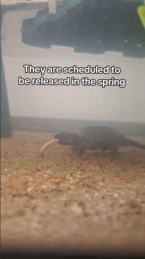 Our Baby Snapping Turtle Patients are Growing Stronger By the Day!