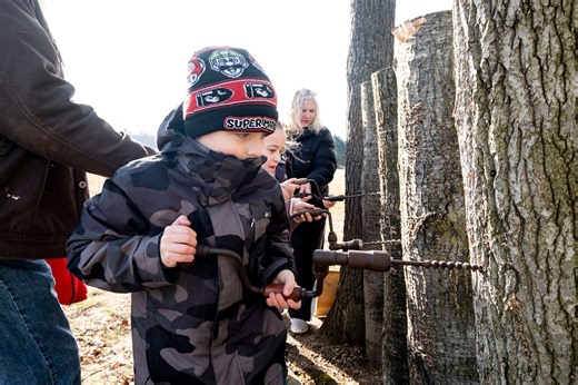 Michigan’s maple syrup season is about to begin: How to get an inside look
