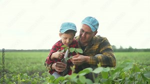 Father and son in soya field. Family bonding on organic farm. Teaching child about soya farming. Organic agriculture practices. Family teamwork on soya farm. Learning organic farming techniques.