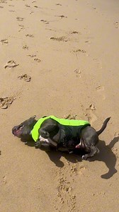 338K views · 10K reactions | I think Tommy is a bit confused about the purpose of a life jacket.. | Tommybluestaff | Facebook