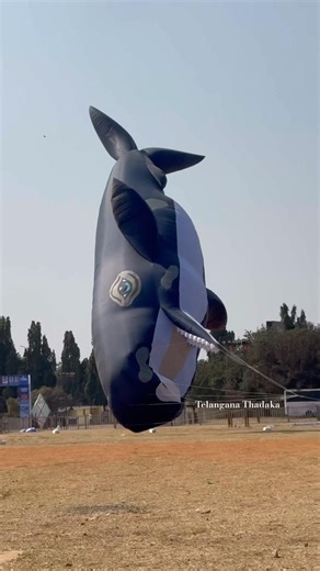 Biggest Whale Fish Kite Flying | 25ft Kite Flying | Hyderabad Pared Grounds | #shorts #trending