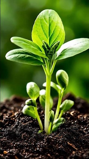 🌸✨ Tea Flower – Graceful Blooming Time-Lapse 🌿💚