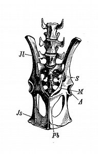 Macropus kangaroo pelvis bone
