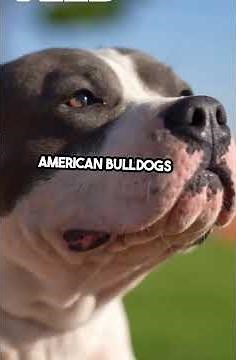 Top 10 Scariest Dog Breeds