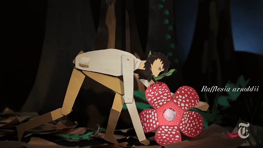 The Animated Life of A. R. Wallace