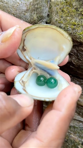 🐚 How shell performs beautifully pearls #outdoors #pearl #culturedgemstones