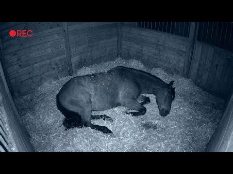 Live Foal Watch Cam | Expecting Mare Resting Before Foaling — 01.26.2026
