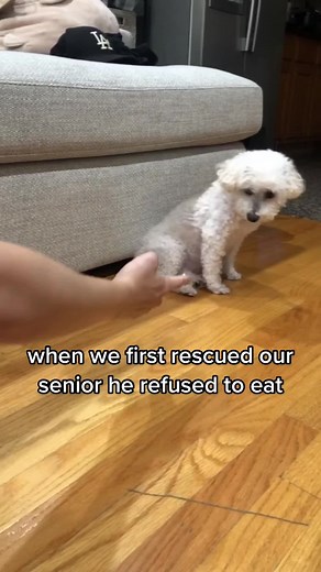 zippy loves treats and loves life 🥲 #healingjourney #rescuedog #rescuedogsoftiktok #seniordog #fypdog