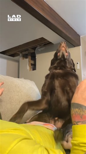 LADbible on Instagram: "This would entertain me for hours 😅⁠ ⁠ When dogs "trust fall" onto their owners, flopping back or leaning heavily without hesitation, it’s a clear sign of deep comfort and attachment. In dog behaviour, physical closeness signals trust, and letting their guard down by turning their back or falling into you shows they feel safe and secure⁠ ⁠ This kind of behaviour is often linked to pack instincts. In the wild, dogs sleep close together for warmth and protection. So when y