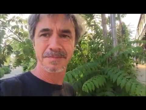 Poison sumac Identification (Toxicodendron vernix)