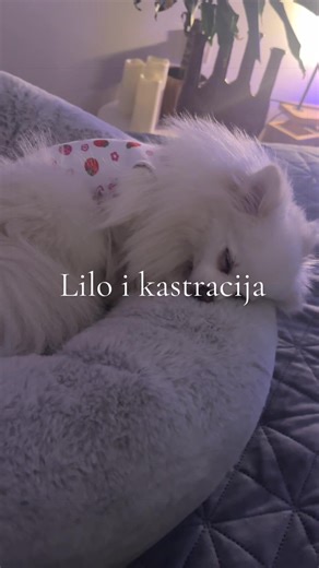 Moja Lilo je bila na kastraciji kod dr. Pezo, svaka preporuka za njih! #pomeranian #dog #dogs #doktor #dogtok