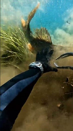 Underwater Spearfishing: Catching a Huge Pike!