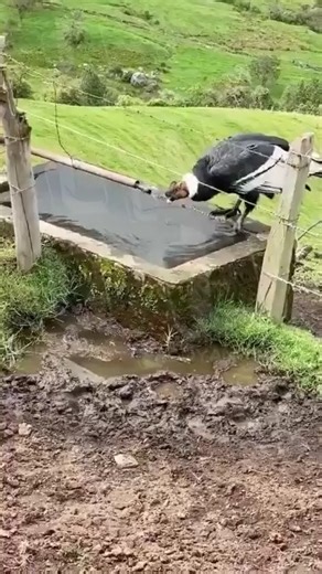 #COLOMBIA: EL CONDOR DE LOS ANDES, EN TODO SU ESPLENDOR Un cóndor andino bañándose en el Valle del Cocora. Nada como ver la naturaleza en su estado más puro. | Colombia Noticias