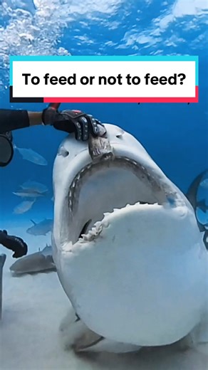 Feeding sharks has been a very controversial subject, but in places like the Bahamas, where they have protected sharks fully because of the economic value that dives like this provide,shows the value of this type of activity. Island nations like this, where fishing is one of the only other opportunities for employment, Shark Diving, benefits locals that get to run these dives. Astudy done there said that one shark is worth $1 million in ecotourism versus a dead shark for its fin is only worth $1