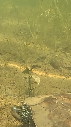 3.6K views · 79 reactions | Underwater adventures. #pinckney #michigan #snorkeling | MI Playground | Facebook