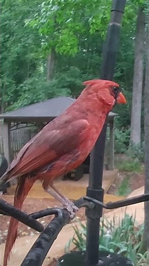 Juvenile and Male Northern Cardinal Take Turns