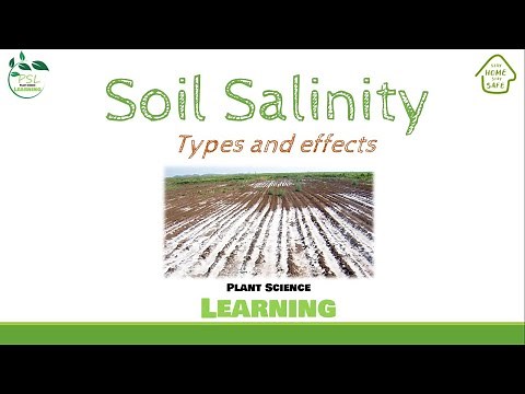 Soil Salinity (Salt Stress) Part 1