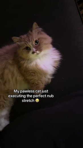 Rex is going to attack you if you don’t follow him at once !!!!! #cats #cute #fypcat #catsoftiktok