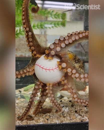 8.6K views · 61 reactions | Octopus are known for their extraordinary dexterity. New research by a team from the University of Chicago shows that their nervous system is segmented, allowing precise control across all eight arms. Learn more about octopus: https://www.newscientist.com/article/2448908-octopuses-and-fish-hunt-as-a-team-to-catch-more-prey/ | New Scientist | Facebook
