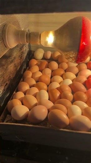 Wonderful Mini egg incubator