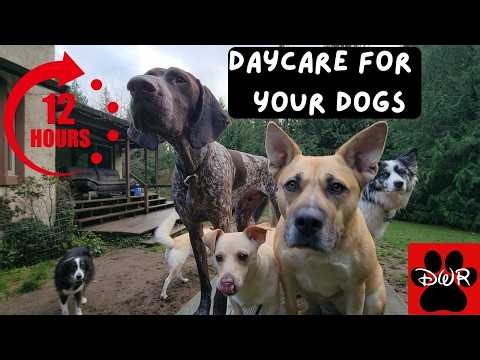 DOG TV 12 Hours 🐕 Adventures for Dogs | Keeps Dogs Calm & Entertained