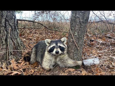 A Day On The TRAPLINE Pt 3